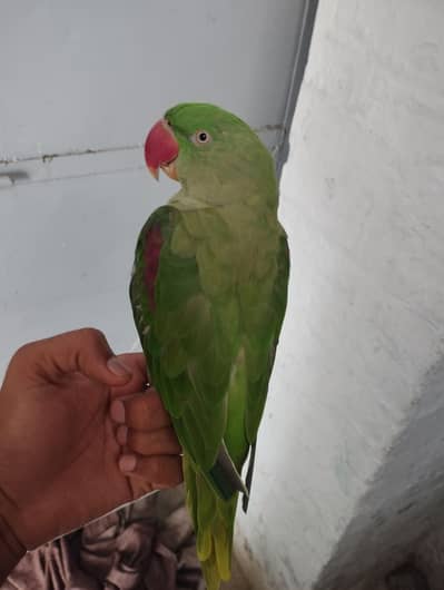 Parrot kashmiri raw