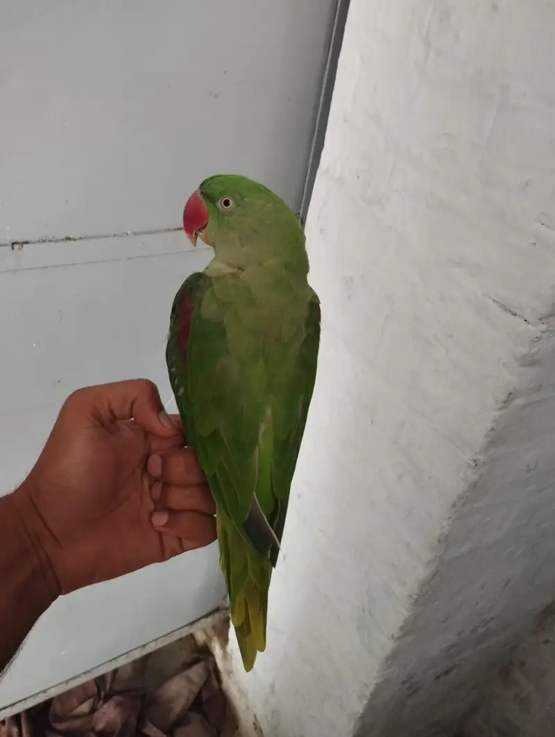 Parrot kashmiri raw — photo 2