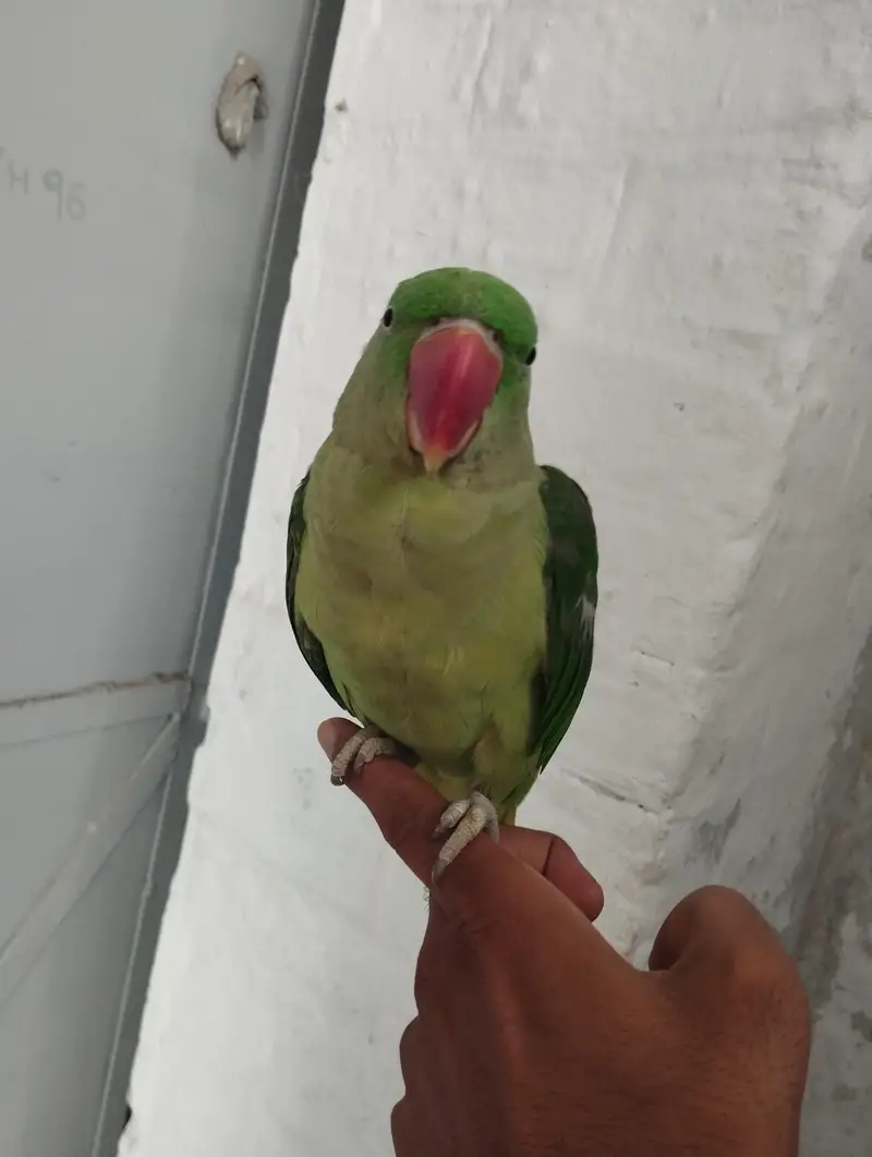 Parrot kashmiri raw — photo 3