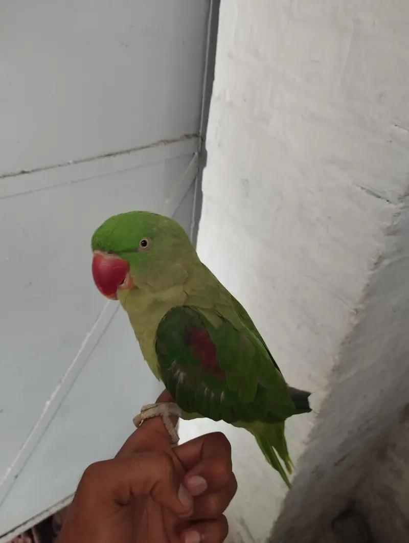 Parrot kashmiri raw — photo 4