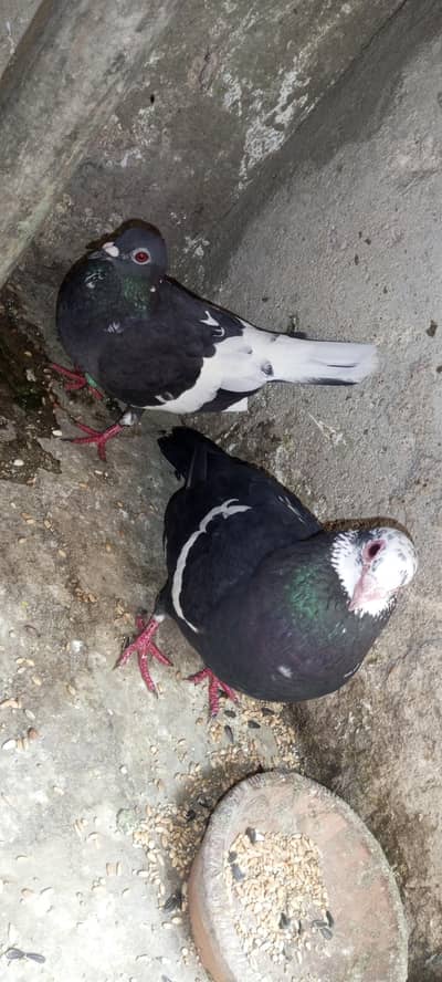 breeder pairs for sale sab sath deny ha