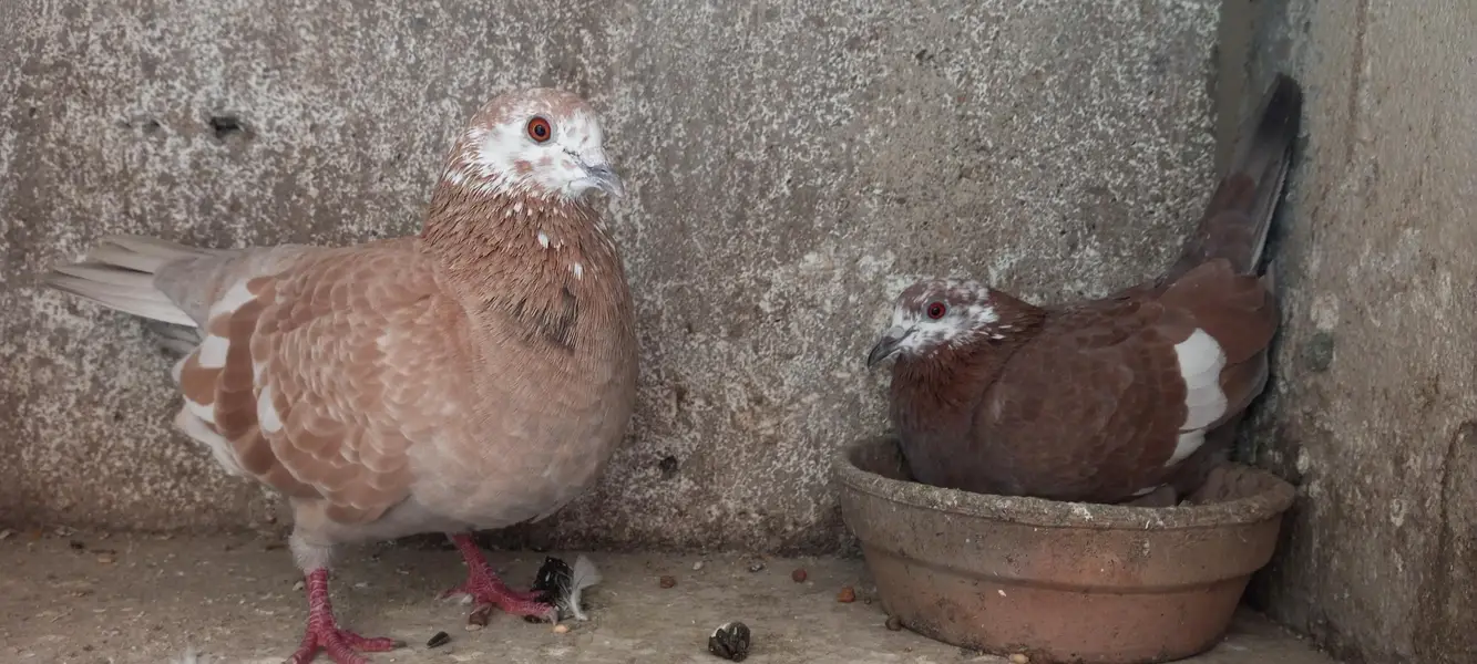 breeder pairs for sale sab sath deny ha — photo 2