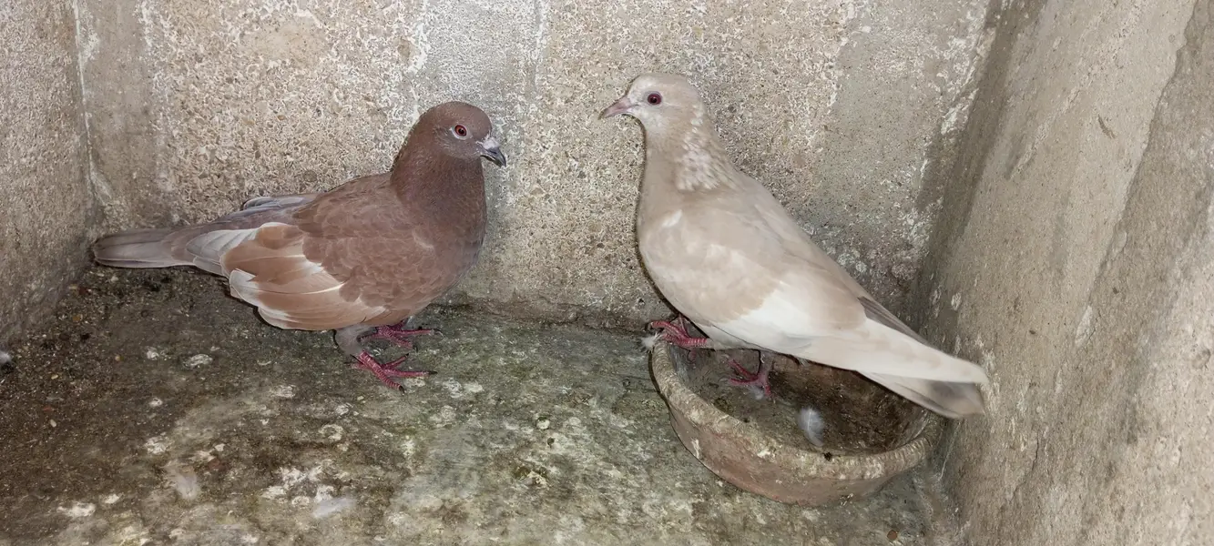 breeder pairs for sale sab sath deny ha — photo 3
