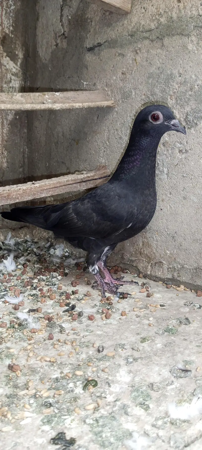 breeder pairs for sale sab sath deny ha — photo 4