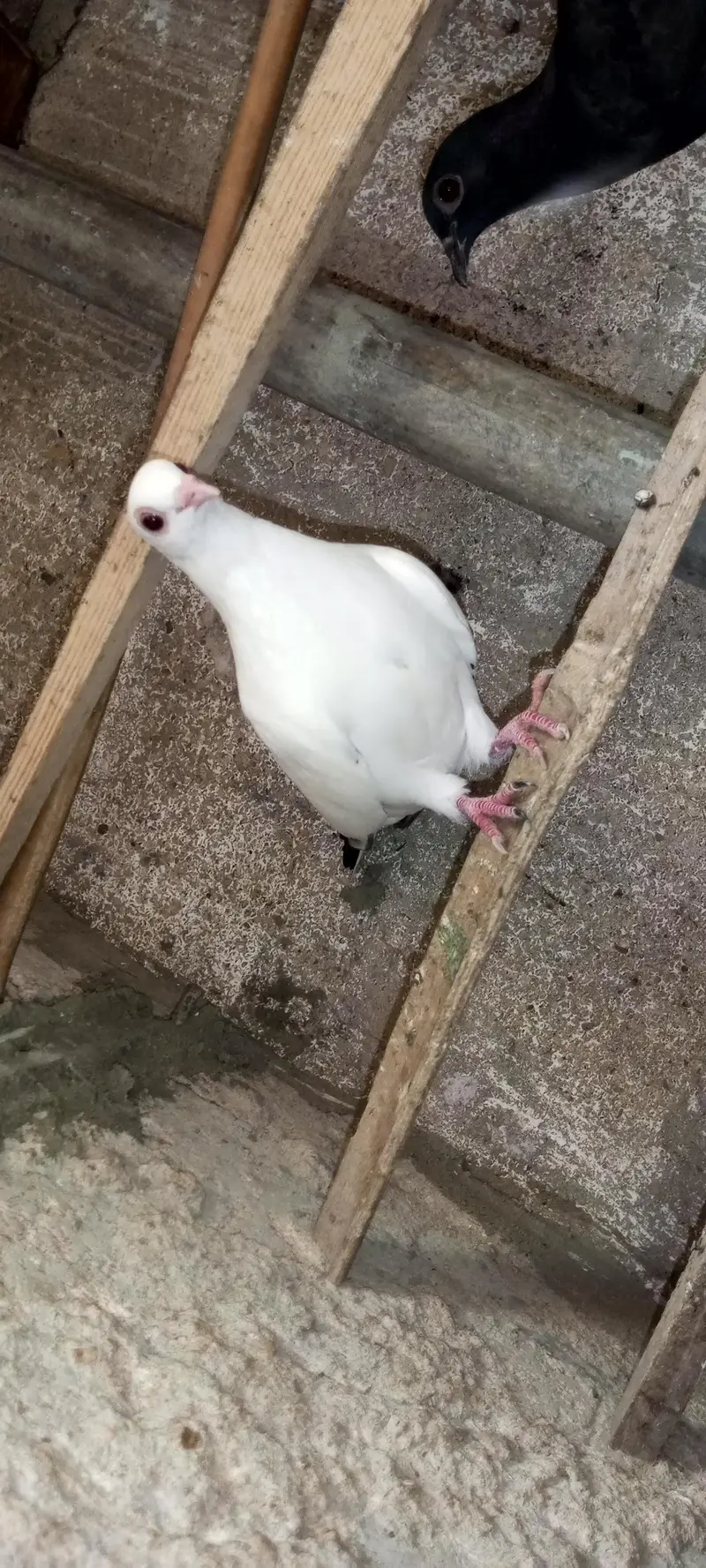 breeder pairs for sale sab sath deny ha — photo 5