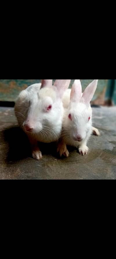 2 Healthy White Rabbits for Sale