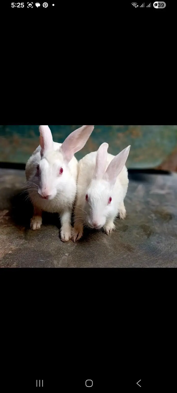 2 Healthy White Rabbits for Sale — photo 2