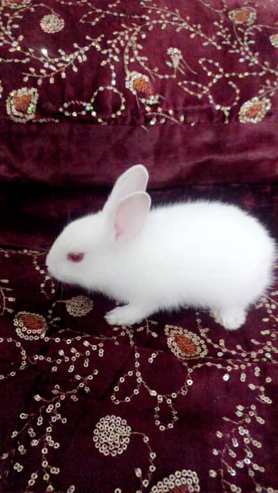 white baby Rabbits red eyes