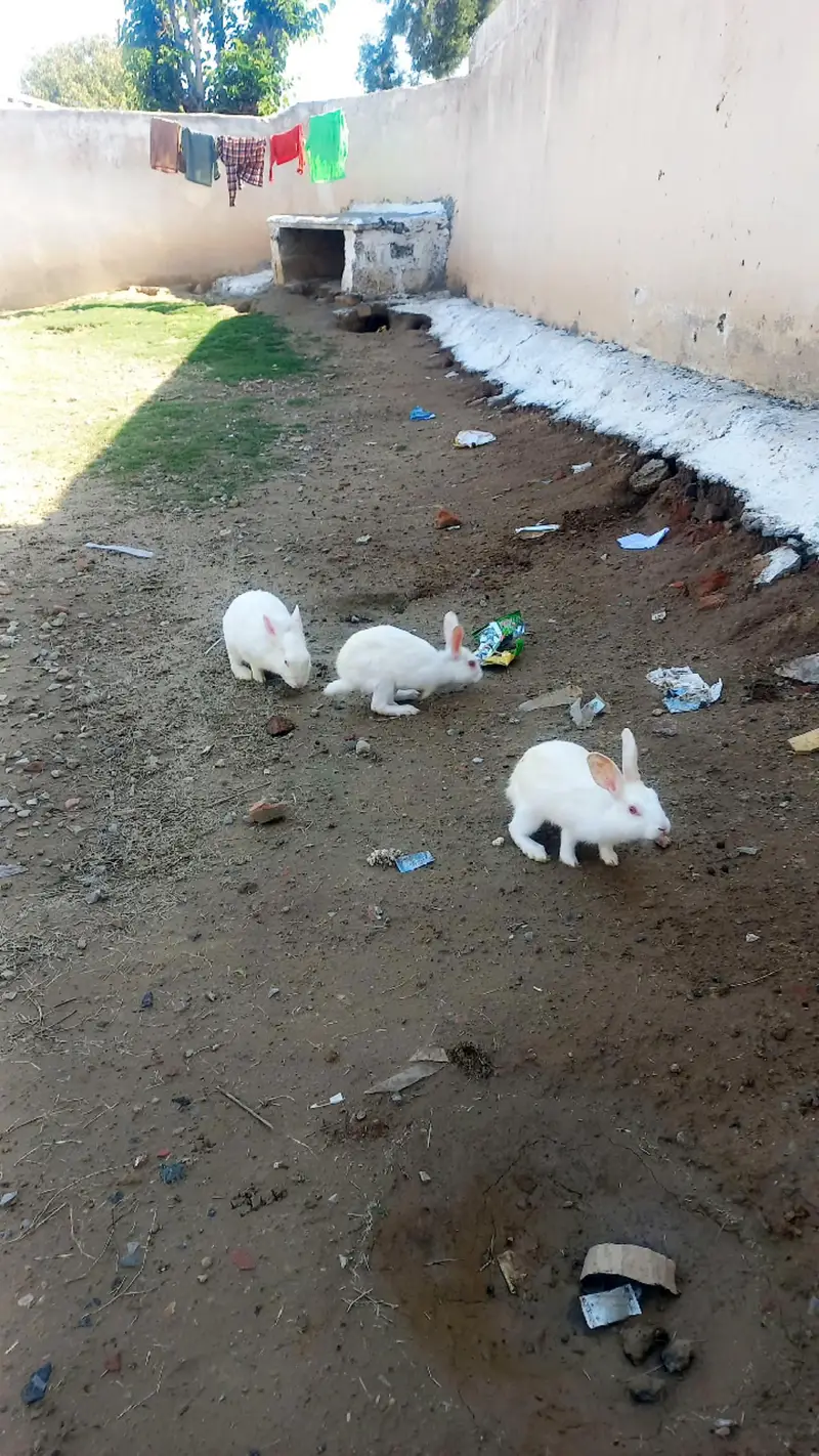 white baby Rabbits red eyes — photo 2