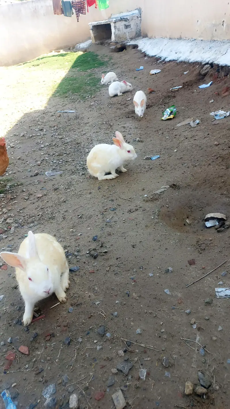 white baby Rabbits red eyes — photo 3