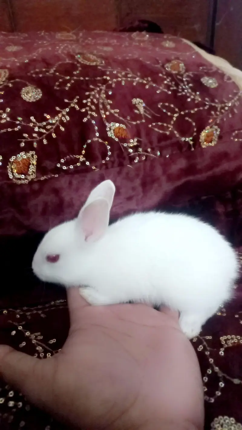 white baby Rabbits red eyes — photo 5