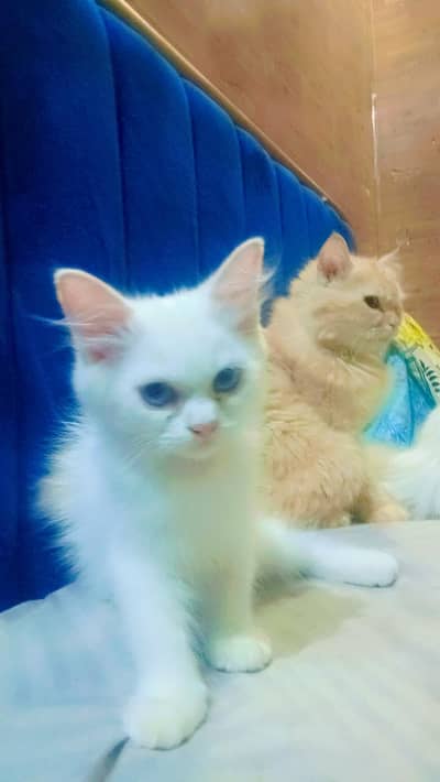 Adalt cat,,kiton sele