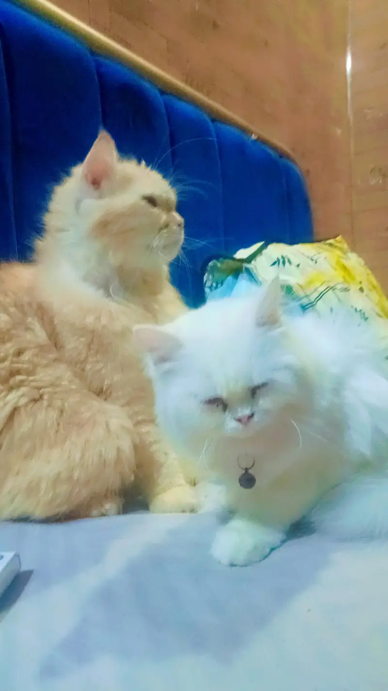 Adalt cat,,kiton sele — photo 2