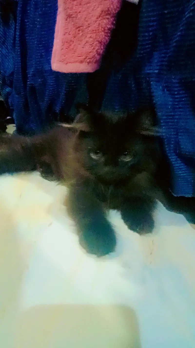 Adalt cat,,kiton sele — photo 3