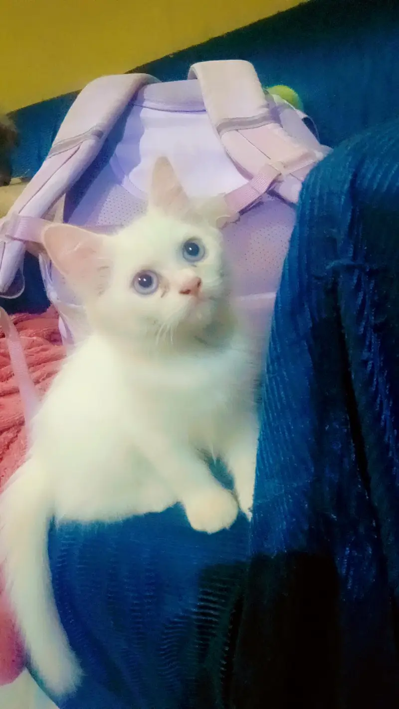 Adalt cat,,kiton sele — photo 4