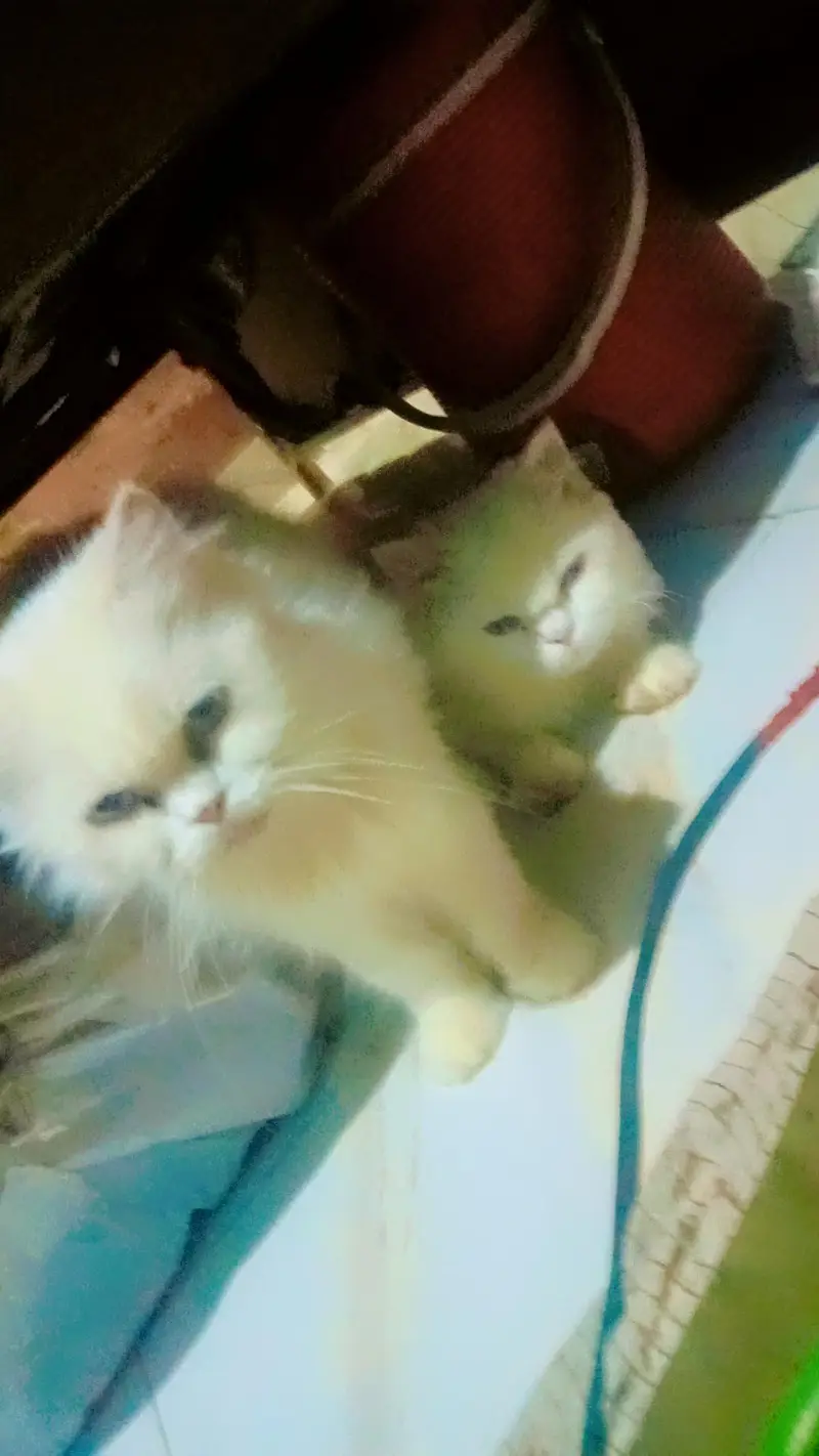 Adalt cat,,kiton sele — photo 5