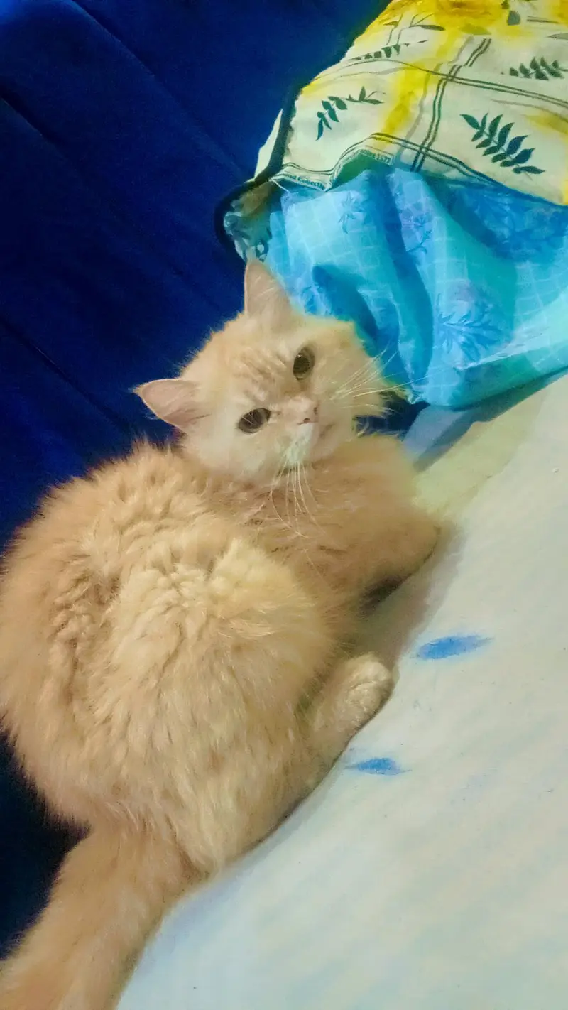 Adalt cat,,kiton sele — photo 6