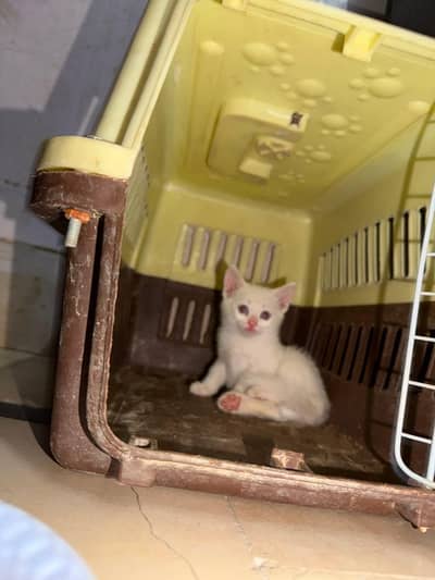 kitten