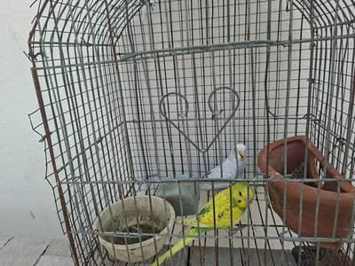 Australian budgie for sale