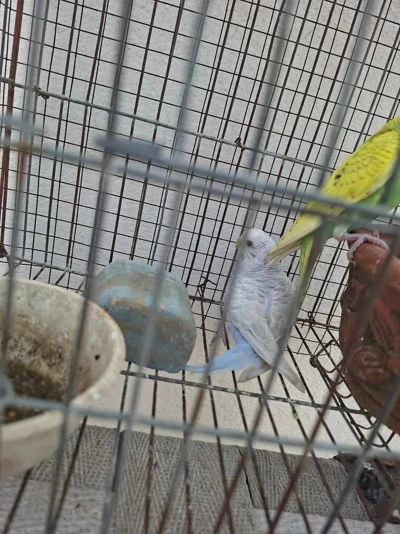 Australian budgie for sale — photo 2