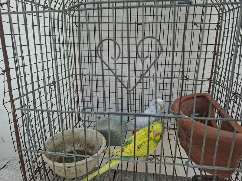 Australian budgie for sale — photo 4