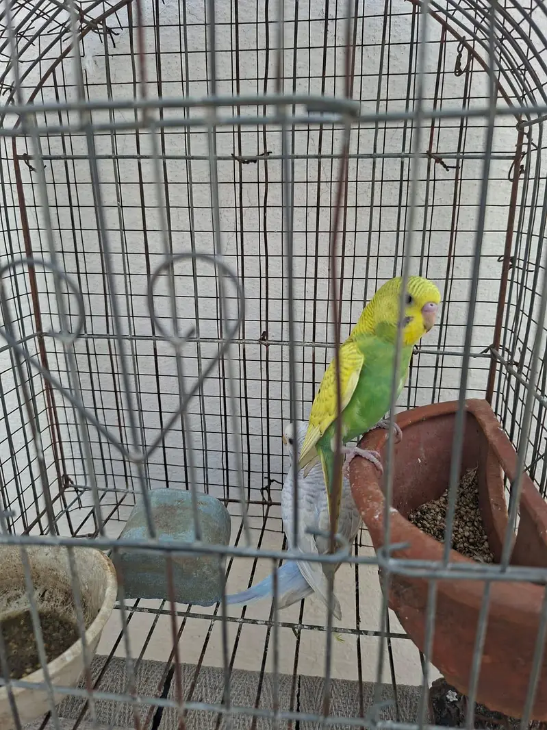 Australian budgie for sale — photo 5