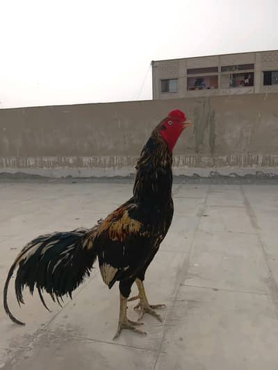 top quality male for sale