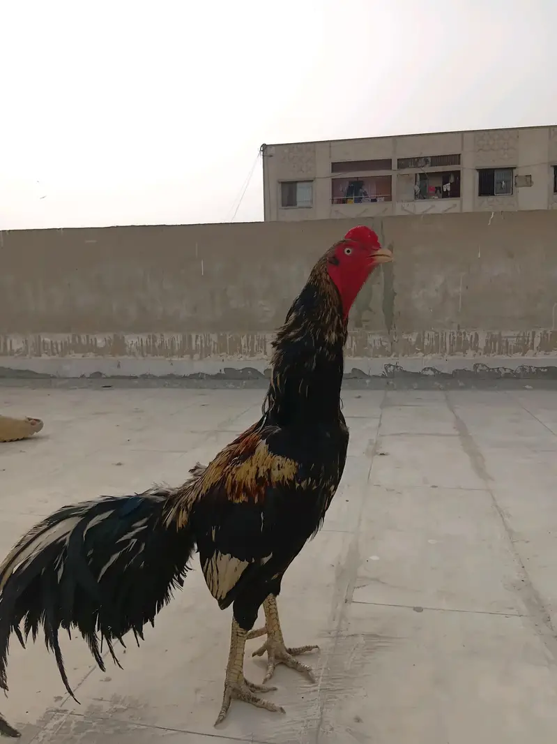 top quality male for sale — photo 2