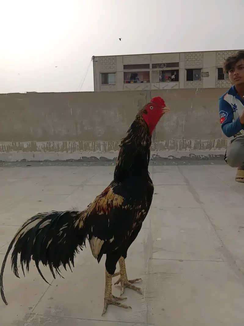 top quality male for sale — photo 3