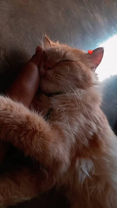 Golding cat 