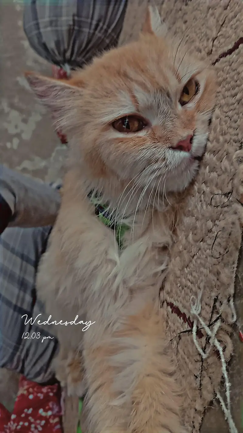 Golding cat  — photo 2