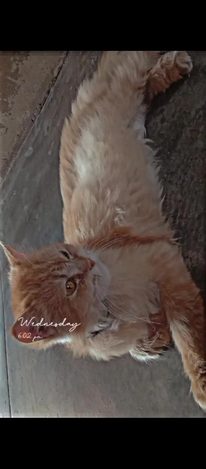 Golding cat  — photo 3
