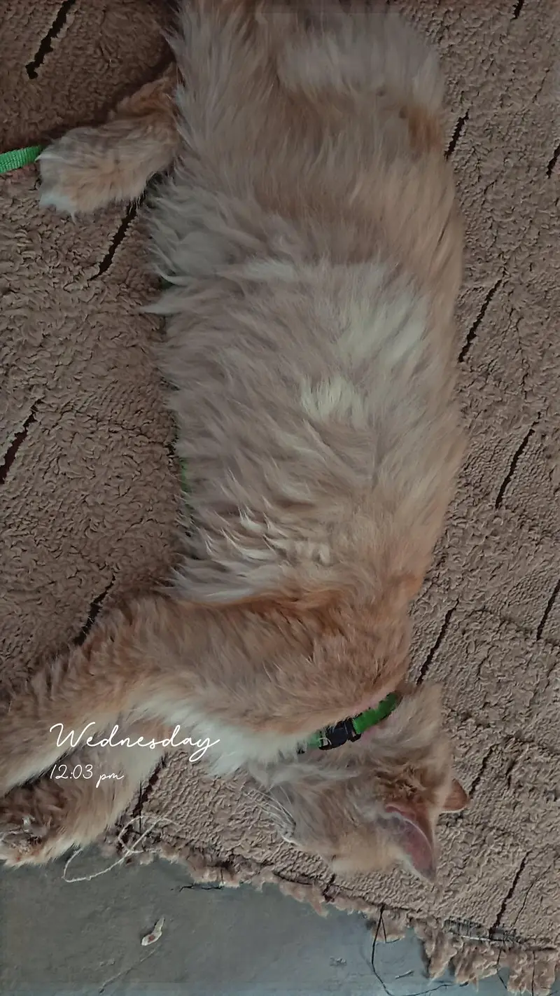 Golding cat  — photo 4