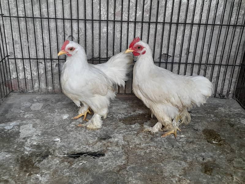 bantom 0