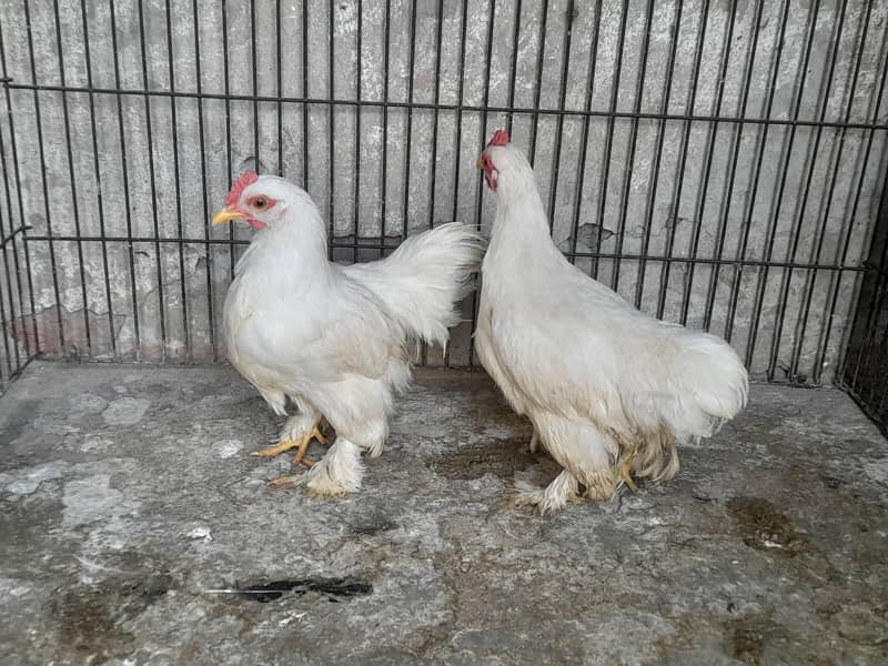 bantom 1