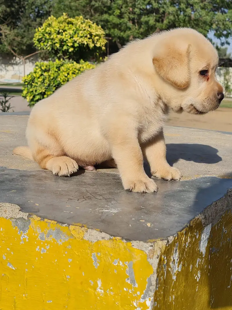 All Breeds Puppy Available 100% Pure — photo 5
