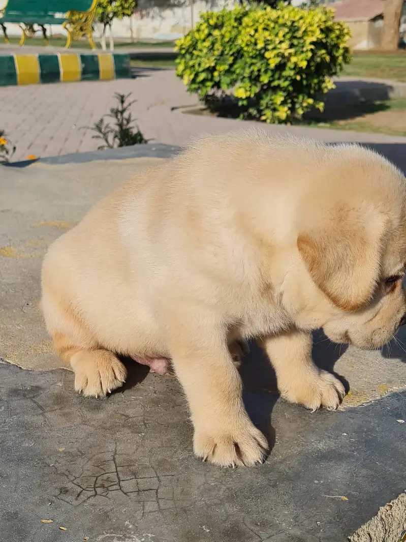 All Breeds Puppy Available 100% Pure — photo 6
