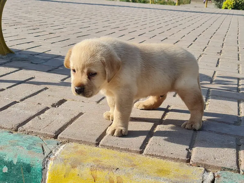 All Breeds Puppy Available 100% Pure — photo 8