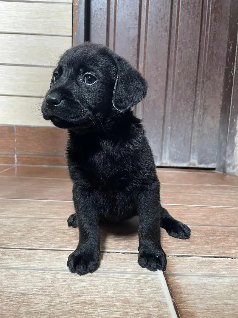 All Breeds Puppy Available 100% Pure — photo 10