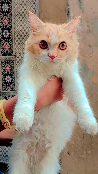 cat complet name Shizuka