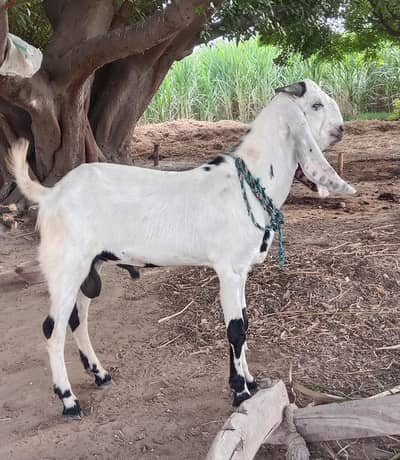 breeder quality male Bakra , healthyand active
