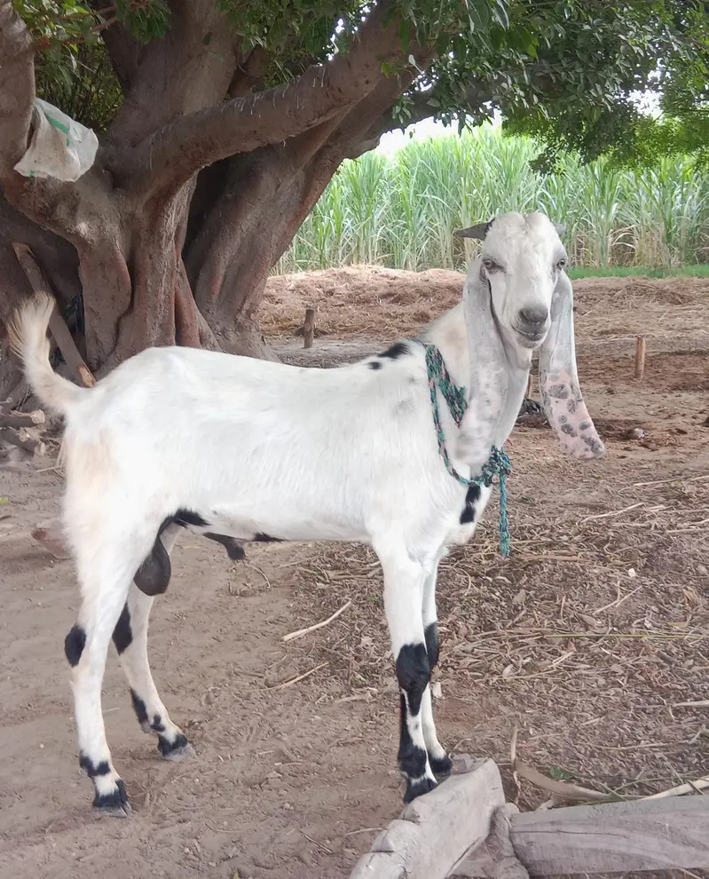 breeder quality male Bakra , healthyand active — photo 2