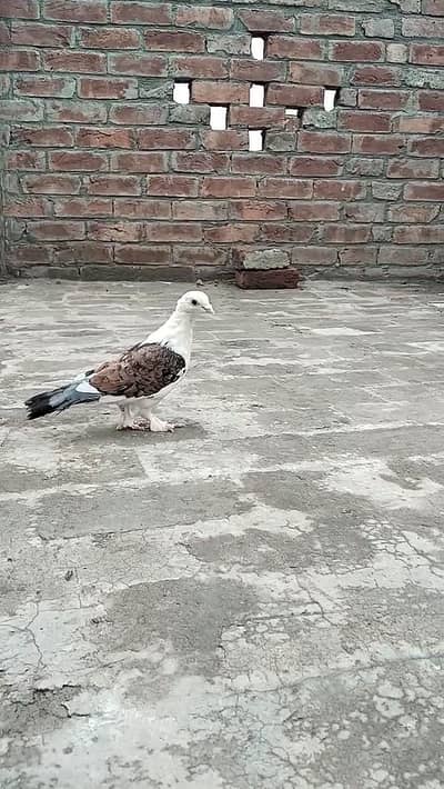 for sale