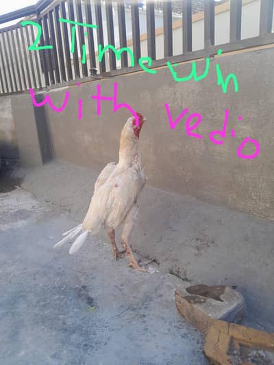 aseel heera male 2 kilo wazan 2200 mohra contact03325981065forwatsapp