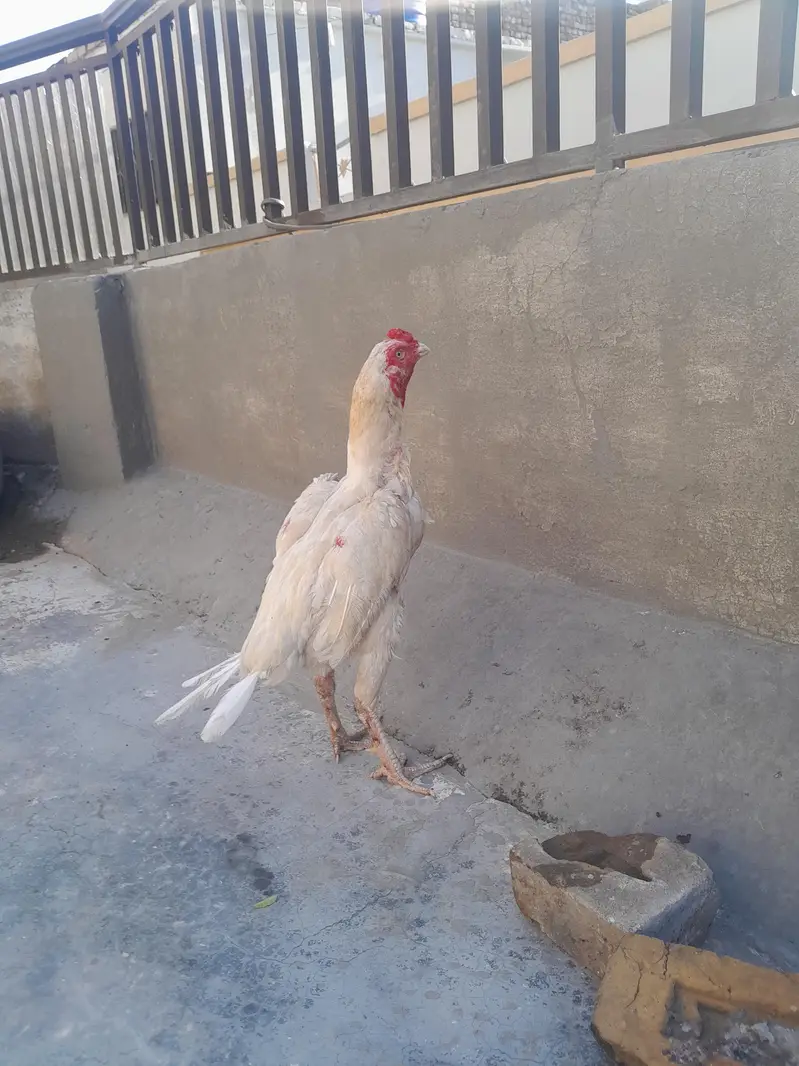 aseel heera male 2 kilo wazan 2200 mohra contact03325981065forwatsapp — photo 2