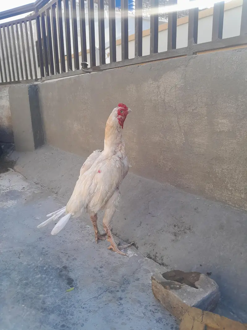 aseel heera male 2 kilo wazan 2200 mohra contact03325981065forwatsapp — photo 3