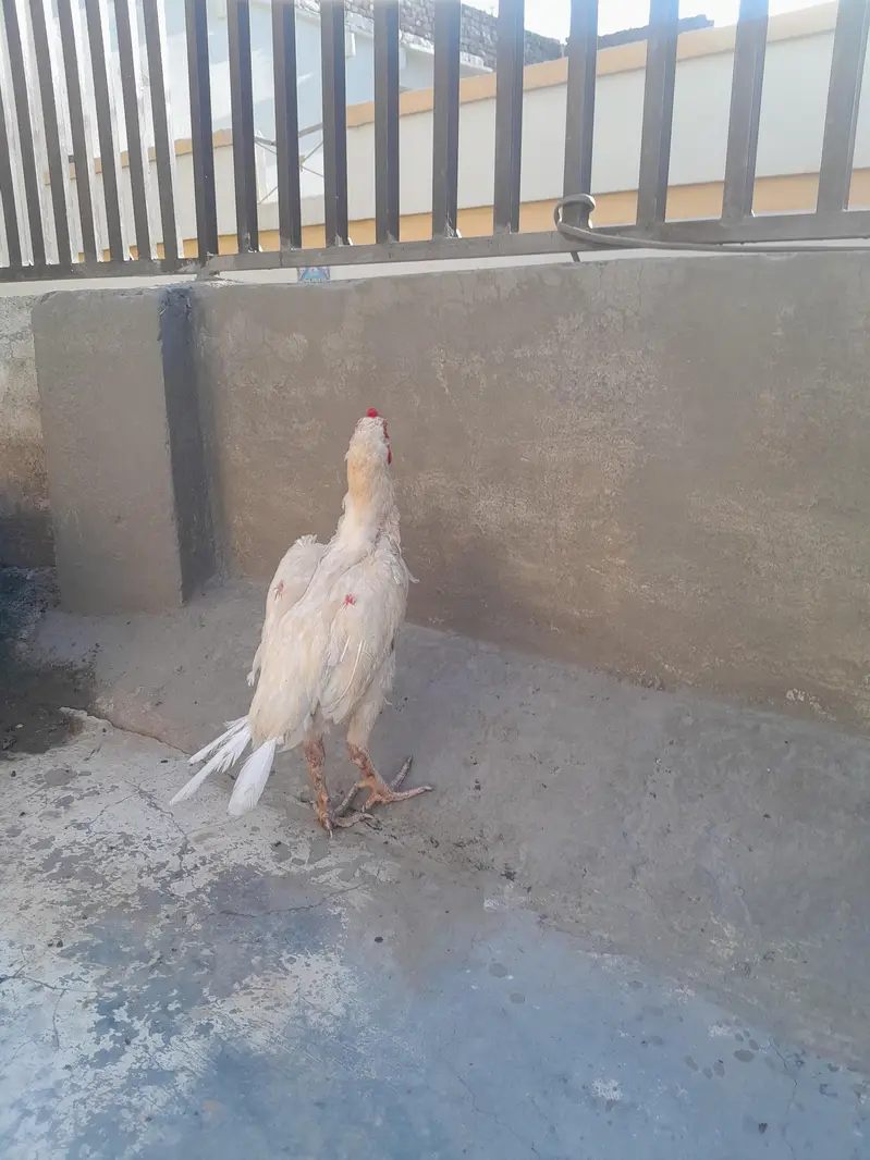 aseel heera male 2 kilo wazan 2200 mohra contact03325981065forwatsapp — photo 4