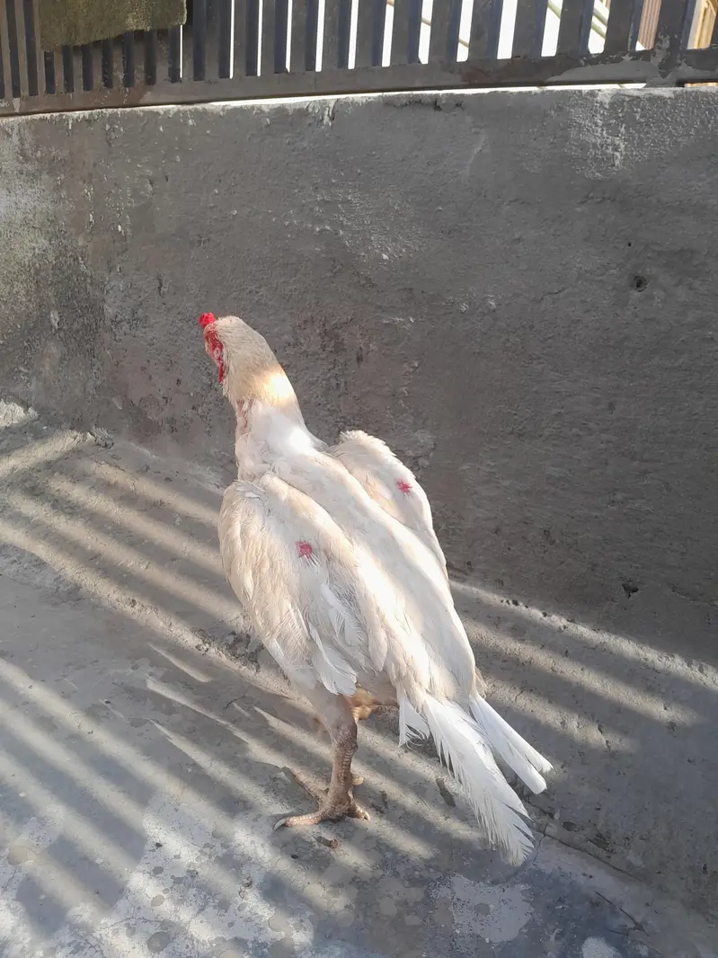 aseel heera male 2 kilo wazan 2200 mohra contact03325981065forwatsapp — photo 5