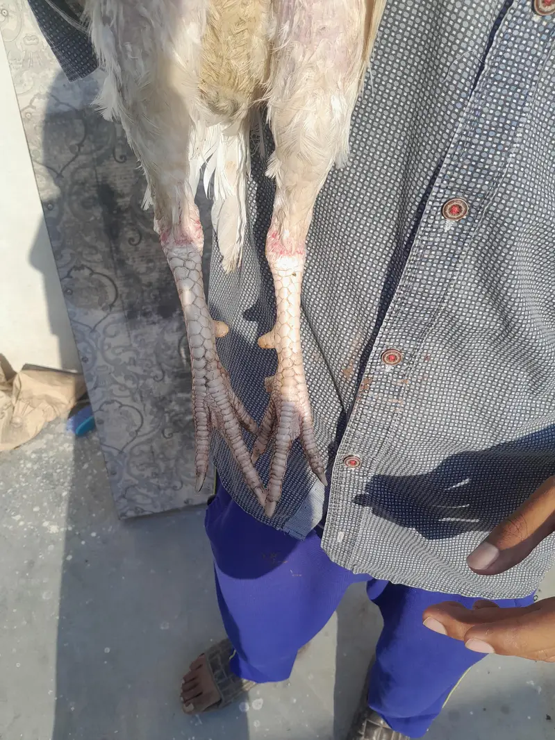 aseel heera male 2 kilo wazan 2200 mohra contact03325981065forwatsapp — photo 6