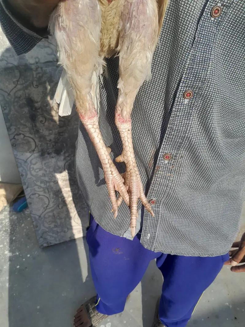 aseel heera male 2 kilo wazan 2200 mohra contact03325981065forwatsapp — photo 7